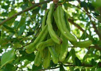 Yksek ham selloz etkisi ile barsak rahatszlklarna ve gastrite etkilidir. Mide ve barsak gazlarn dar atarak mide ikinliini giderir.