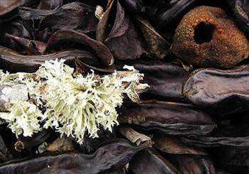 Balgam sktrr, gs yumuatr, bronlar aar, sigara tiryakileri iin faydaldr ve nefes darlna olduka etkilidir.(Alerjik nefes darl ekenlere srarla keiboynuzu pekmezi tavsiye edilir.)