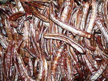 Yksek sodyum ve potasyum ierii sayesinde tansiyon, karacier ve akcier zerine ok yararl etkileri bulunmaktadr. Kann zehirli maddelerini temizler.