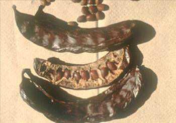 Mucize yiyecek<br>  Keiboynuzu kalsiyum bakmndan ok zengindir (stn 3 kat) indeki E vitamini sayesinde; ksre, gribe, kemik erimesine ve kanszla iyi gelir.