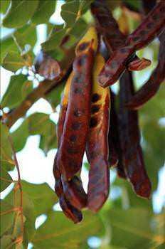 Keiboynuzu ayn zamanda sperm saysn artran zelliede sahiptir. Aktif sperm says az olan ve az sperm saysndan dolay ocuu olmama riski yksek baba adaylarnn kullanmasnda byk fayda vardr.