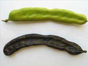 Bin derde deva olarak bilinen keiboynuzunun, ar kesici, antiseptik, baklk glendirici zellii bulunuyor.