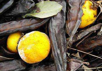 Keiboynuzu:  <br>  8-10 metre yksekliinde, daima yeil kalan bir aa olan keiboynuzu bitkisi siyah boynuz eklinde meyvelere sahiptir. Olduka besleyici ve farkl tadyla zel bir besin olan keiboynuzu, harnup olarak da bilinir.