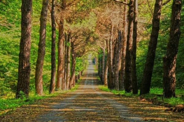 Atatrk Arboretumu: stanbul'un en yeil alanlarndan biridir. Belgrad Orman'nn gneyinde yer alyor.