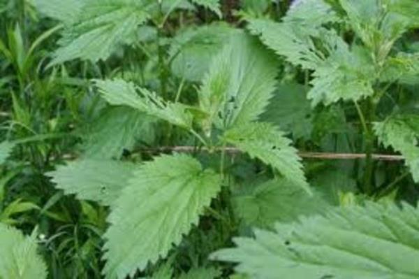 Uygun mevsimde toplanmayan srgan bitkisini fazla miktarda yemek veya ay eklinde tketmek de bbrek ta oluumuna neden olabiliyor.