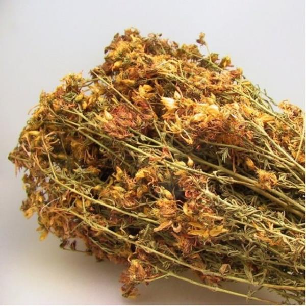 Sar kantaron, depresyon ve lsere kar olduka etkili ve gvenilir bir bitki.