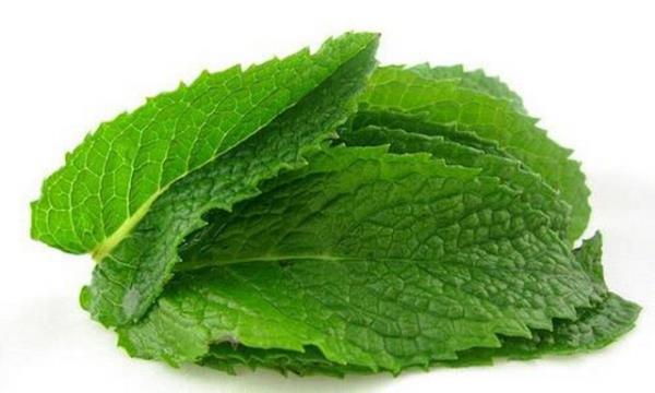 Bitkilerde idrar artrc zellikteki bileenler yaygn ekilde bulunuyor.