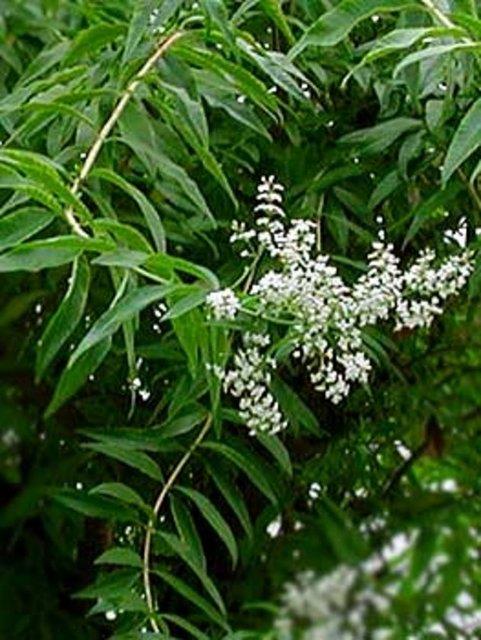 Akamlar yemek sonras hafif yattrc zellii olan melisa aynn papatyayla kartrlarak iilmesinin gnn stresinin atlmasnda yararl olduu grlyor.