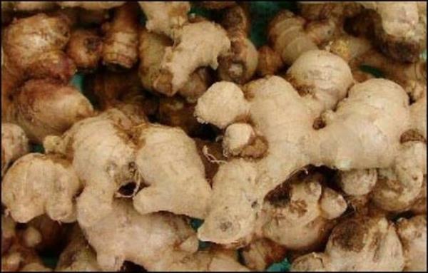 Zencefil tketimine hamilelerin yannda safra ta olan veya safra kesesi alnm kiilerin de dikkat etmesi gerekiyor.