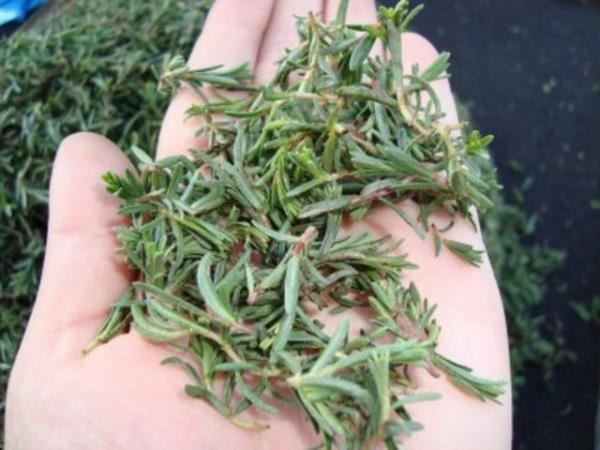 Kekik ay; sindirimi kolaylatrc etkisinin yannda eker metabolizmasn dzenleyerek kan ekerini drd iin salkl bir ay.