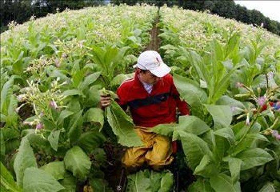 <p><b>svire</b></p>Erkek Resmi emeklilik ya: 65   <p>Emekli olunan ya: 65.2</p>Kadn Resmi Emeklilik ya: 64   <p>Emekli olunan ya: 64.1</p>