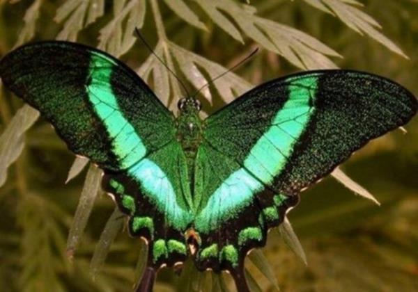 Kelebekler ayaklaryla tat alrlar...