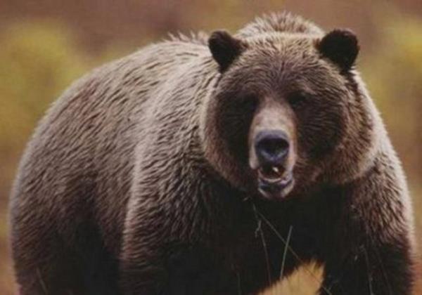 Yetikin bir ay, bir at kadar hzl koabilir...