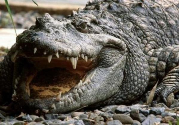 Timsahlar renk krdr...