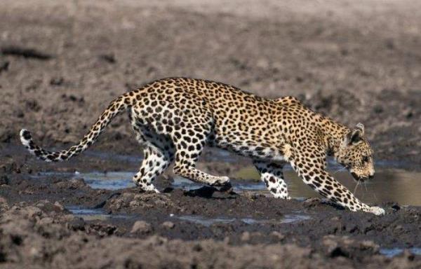 Gney Afrika Botswana'da pusuya yatan bir leopar avnda baarl oluyor. Ancak leoparn av bu kez ne bir antilop ne de maymun...  A leoparn hedefinde bu kez bakn ne vard...