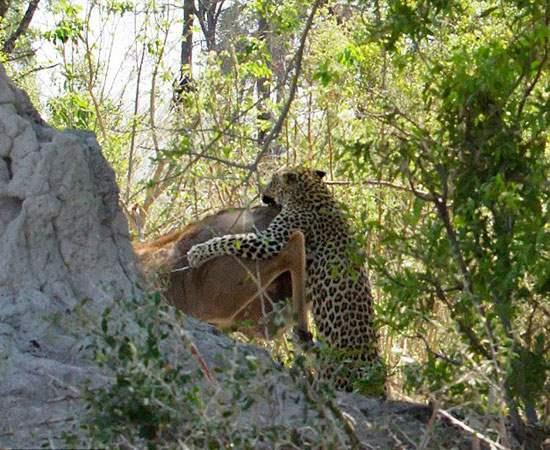 te bu anlar amatr fotoraf  Eric Gurwin'in objektifine byle yansd.