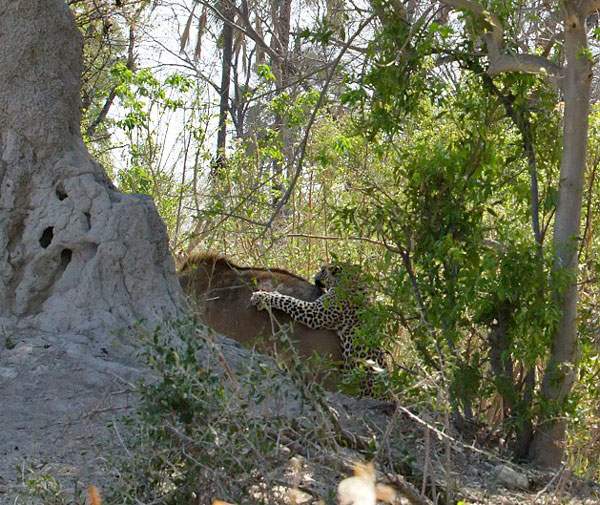 Bir anda neye urad aran antilop zor da olsa Leoparn dileri asndan kurtulmaya baard.