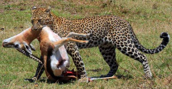 New Yorklu fotoarf Cindy Corcoran Kenya'da muhteem fotoraflara imza att.