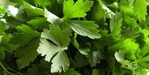 Maydanoz, en nemli B vitaminlerinden biri olan folik asit ierir. Folik asit, vcutta yksek oranlarda bulunduunda direkt olarak damarlar tahrip eden &#8220;homosistein&#8221; adl molekln ntralize edilmesinde kullanlr.