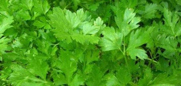 Ancak hayvanlar zerinde yaplan baz aratrmalarda, maydanoz da bulunan &#8220;carnosol&#8221; adl bileenin kanser hcrelerinin oalmasn nledii tespit edilmi.