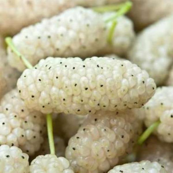 DUT<br>  Demir asndan ok zengin, dem zc, idrar sktrc, barsak kurtlarn drc etkisi var. Sadece dut meyvesinin deil yapraklarnn da bu zellii bulunuyor. Yapraklarn bir dier nemli zellii ise kanamay durdurmas.