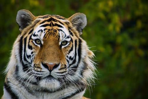 Ptrl dilleri neredeyse zmpara gibidir, et yerken etin ayrmasna yardmc olur.