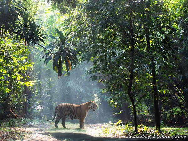 Kaplanlarn salyas mikroorganizmalarn oalmasn engelleyen antiseptik svdr.