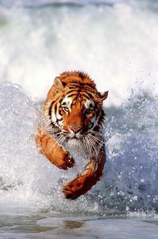 Dier kedilerden fark olarak suda yzmeyi severler, avlar iin nehirleri ok rahat aarlar.