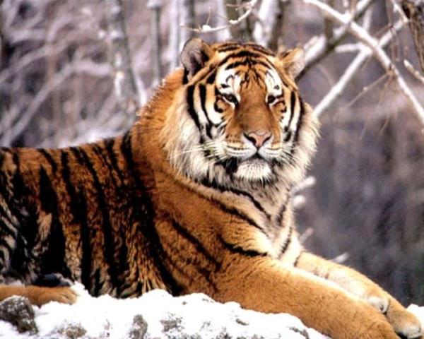 Geriye kalan kaplan trlerinin de 15 yl iinde tkenecei tahmin ediliyor.