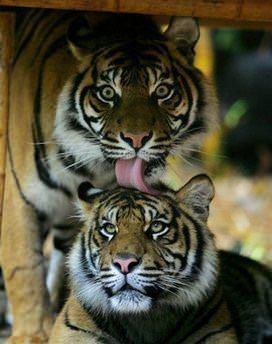 Bu yzden Hindistan'da kafalarnn arkasna yz olacak ekilde maskeler takarlar.