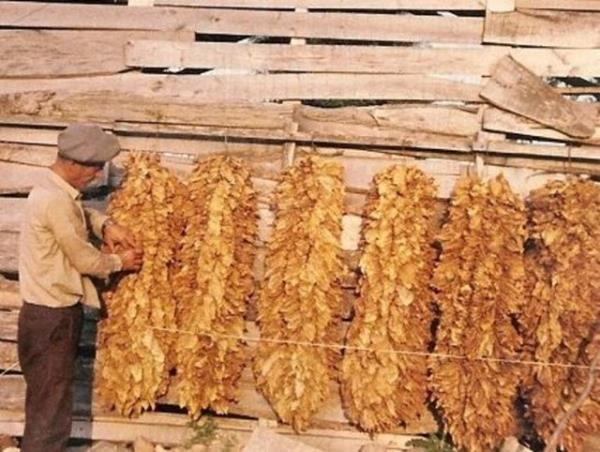 Klcal damarlar tkad iin nrotransmitterlerin retilmesine engel olur ve ilevini engeller...