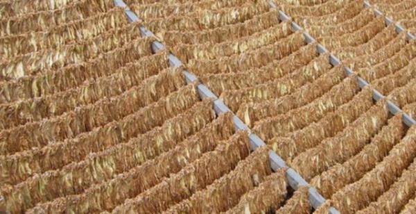 Bu da sinir sistemini tketir.