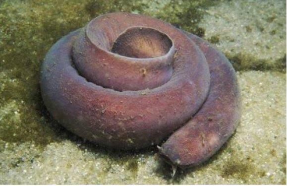 HAGFSH,YILAN BALIINA BENZERL LE BLNR