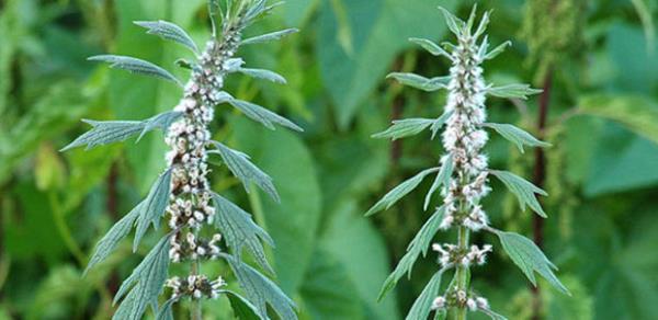 Aslan Kuyru�u  <br>    Hamileler kullanmamal�. Ara� ve makine kullanma yetene�ine zarar verebilir.