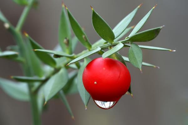 Tav�an Memesi<br>    Ciltte inflamasyon, sertle�me, bacakta ani �i�melere neden olabilir.