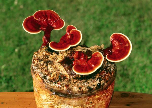 Ganoderma (Rei�i) Mantar�    <br>  1-2 ay kullanan iki ki�inin hayatlar�n� kaybetti�i biliniyor.