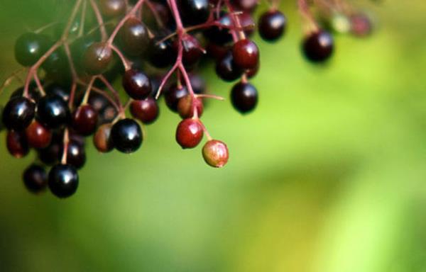 M�rvera  <br>Bir haftadan fazla kullan�lmas� ate� ��karabilir, solunum g��l��� yaratabilir.