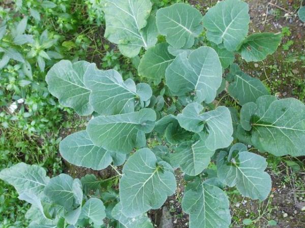 Kandaki �eker miktar�n� d���r�r. V�cudu hastal�klara ve kansere kar�� korur. Sar�l�k ve safra kesesi hastal�klar� i�in iyidir. Ast�mda faydal�d�r. Romatizma, siyatik, lumbago ve Apsede yararl�d�r. Ses k�s�kl���n� giderir, i�tah a�ar.