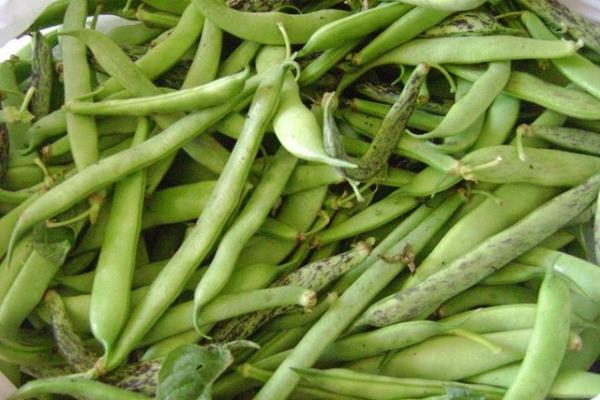 G�z sa�l���n�n korunmas�nda olduk�a �nemli bir rol oynar.