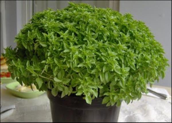 A��z i�indeki yaralara kar�� faydal�d�r.