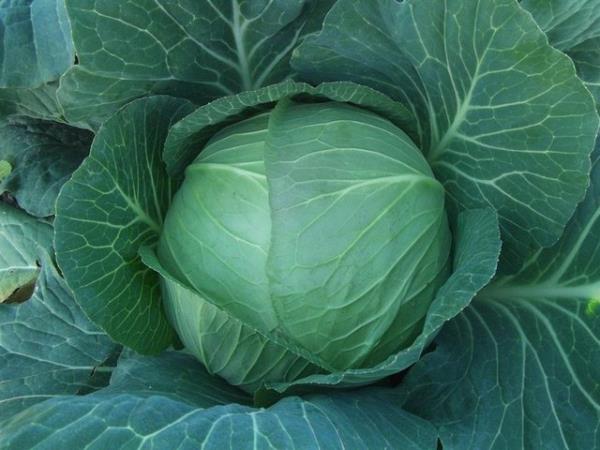 LAHANA : Ya�lanmay� �nleyici mineral olarak kabul edilen selenyum sa�l�kl� bir cilt verir. Mide ve yemek borusu kanseri tehlikesini azalt�r.