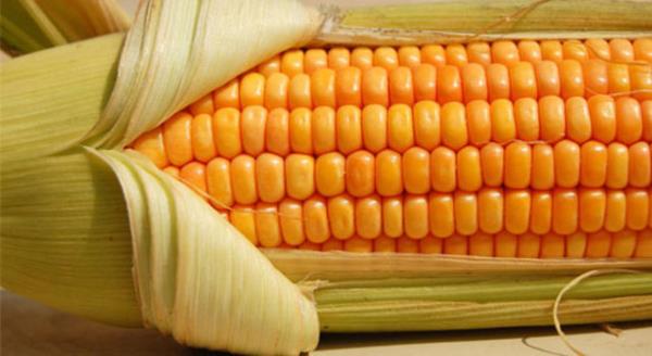 MISIR : M�s�r tam bir vitamin deposudur. B1 vitamini, patotonik asit B5 vitamini, folat, niasin B3 Vitamin ve C vitaminini de bol miktarda i�ermektedir. M�s�r ayr�ca diyetsel liflerin, fosfor ve magnezyum minerallerinin iyi bir kayna��d�r.