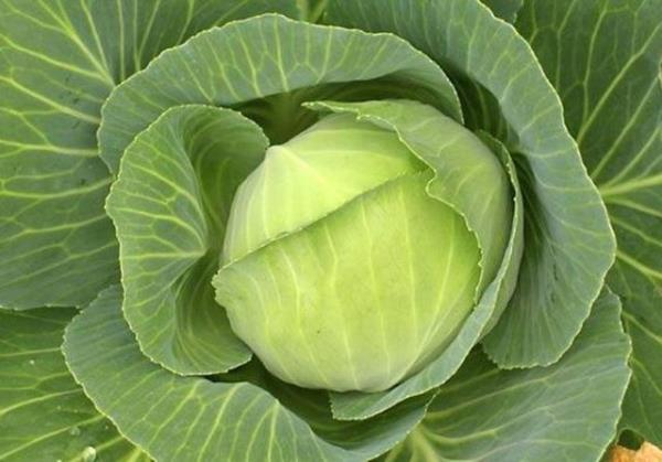 Sadece lahana �e�itlerinde bulunan U vitamini, mide ve ba��rsaklar�n i� y�zeyini koruyor, oralardaki yaralar�n iyile�mesini sa�l�yor.