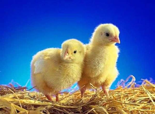 Erkek civcivler daha bebekken ldrlr, nk horozlar tavuklar kadar lezzetli deildir