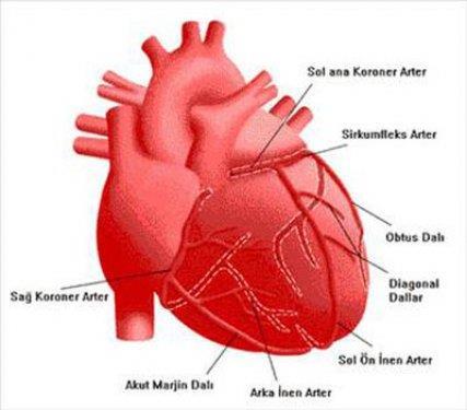 KALP HASTALIKLARI<br>  Bal ve tarnla bir karm yap ve bunu her sabah kahvaltda reel veya marmelat yerine ekmek zerine sr. Bu uygulama arterlerdeki kolesterolleri eriterek hastalar kalp krizinden korur. Bu uygulama ile, daha nce kalp krizi geirmi kiiler, ikinci krizden kilometrelerce uzakta olacaklardr. Ve sayamadmz bir ok hastala ifadr.