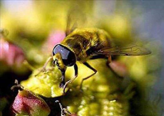 Ar sokmasndan kaynaklanan sv Zehir kan dolamn hzlandryor.