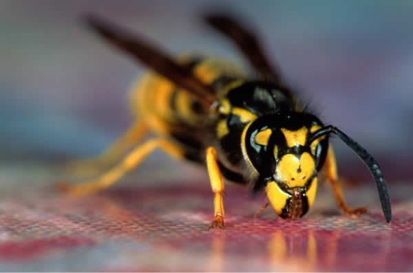 Dier hastalklardan biri de MS hastaldr. Avrupada bir ok hasta bu yntemle tedavi ediliyor