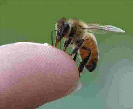 The Telegraphta yer alan habere gre, Brezilyadaki Sao Paulo niversitesinde grevli aratrma ekibi ar zehrinin eklem iltihabna yol aan eklemlerdeki zararl iltihab kontrol edebildiini tespit ettiler.Bilim adamlar ar sokmasndan kaynaklanan sv zehrin eklem iltihabn tedavi etmeye ve hatta nlemeye yardmc olduunu belirlediler.