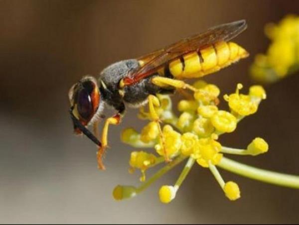 "Eekars bal yapar m?" Hayr. Eekarlar yalnzca iek zlerini emer ve ve bu z yavrularn beslemek iin de kullanr.