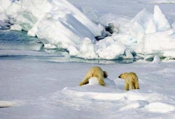 "Kutuplardaki Buzlar Erirse Ne Olur?" Yeryznde 37 milyon metrekp hacminde buz tabakas vardr. Ky ekilleri ve ykselti ortalamalar gz nne alndnda, dnya zerindeki buz tabakalarnn tm erirse deniz seviyesinde yaklak...